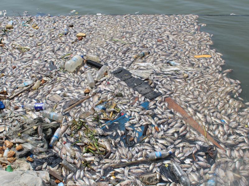 Crise écologique dans la baie de Biétry 