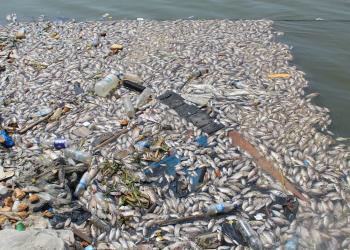 Crise écologique dans la baie de Biétry 